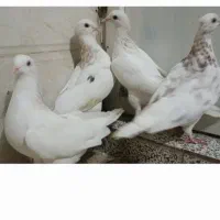کبوتر کفتر|پرنده|پاکدشت, پاکدشت (مامازند)|دیوار