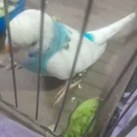 پرنده