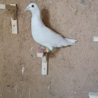 سبز،سفید‌پرشی|پرنده|شیروان (خراسان), |دیوار