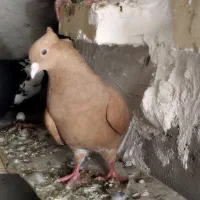 دمسفید|پرنده|شوشتر, |دیوار