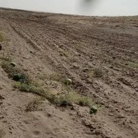 هندوانه دیم|خوردنی و آشامیدنی|سبزوار, اسلام آباد|دیوار