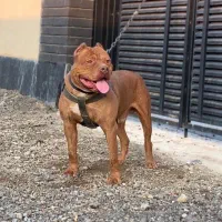 پیتبول تربیت شده