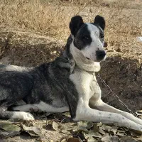 سگ نگهبان|سگ|بجنورد, |دیوار