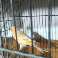 قناری وسهره