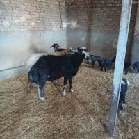 یک راس قوچ|حیوانات مزرعه|طرهان, |دیوار