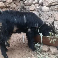 چپش نر داشتی