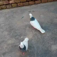 یک جفت طوقی هفرنگ|حیوانات|سبزوار, صالح آباد|دیوار