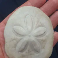 فروش فسیل ستاره دریایی