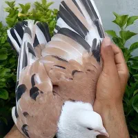 2عددکله سفید هفترنگ نر