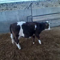 گوساله نر 200 کیلو بندرترکمن 80 میلیون