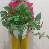 گل و گیاه.پتوس