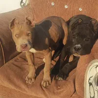 کنسول دارم معاوضه میکنم با حیوون