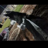 سلام هرکی داره میخرم نر  هاسکی مسلی این یا دوبرمن