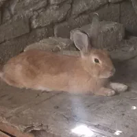 خرگوش نژاد دار|موش و خرگوش|اصفهان, گلستان|دیوار