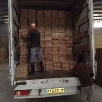 استخدام نیروی کار شرکت تولیدی شانه تخم مرغ