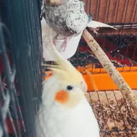 عروس هلندی|پرنده|شهرکرد, |دیوار