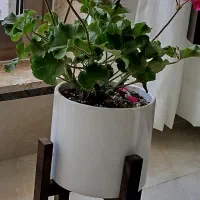گل شمعدانی طبیعی