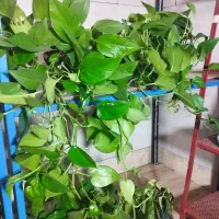 گل و گیاه|گل و گیاه طبیعی|آران و بیدگل, |دیوار