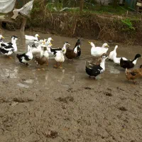 اوردک نر و ماده 15عدد برای فروش|حیوانات مزرعه|رشت, لاکان|دیوار