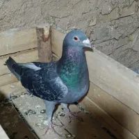 کبوتر پلاکی چاپی