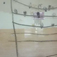 کبوتر تیر ماهی