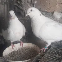 کبوتر نرو ماده