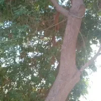 فروش یا برش کاری کرایه ۱۸۰هکتاراکلاتوس