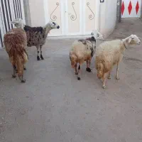 ۴عدد شک عروسک|حیوانات مزرعه|نهاوند, |دیوار