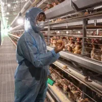 پرورش طیور با سود تضمینی و پشتیبانی کامل|خدمات پیشه و مهارت|شیراز, نیایش|دیوار