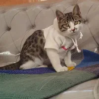 واگذاری رایگان بچه گربه