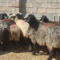 فروش 18راس میش سوز و ملحه