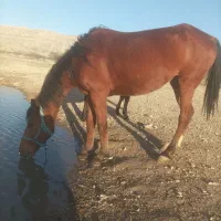 فروش اسب مادیان