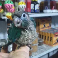 گرینچیک سانچیک راهب ردچیک  کوتوله سرلاکی و دونخور