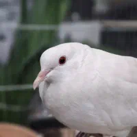 کبوتر خانگی آلبینو با جوجه|پرنده|تهران, المهدی|دیوار