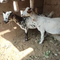 کهر جمولی اوس 4ماه|حیوانات مزرعه|قشم, |دیوار