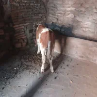 گوساله نر سیمینتال قرمز جنس درجه یک|حیوانات مزرعه|مهربان, |دیوار