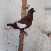 نرسرک دم سفید درجه یک