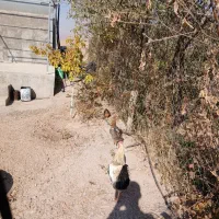 خروس|حیوانات مزرعه|محمدیه-قزوین, |دیوار