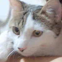 گربه ماده خانگی و بازیگوش