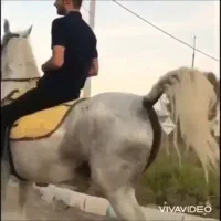 مادیون سفید درجه یک|اسب و تجهیزات اسب‌سواری|رفسنجان, |دیوار