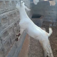 گیسه آبستن صلاله