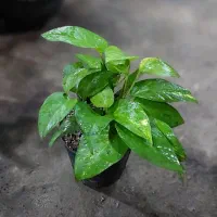 گل های آپارتمانی|گل و گیاه طبیعی|ساوه, |دیوار