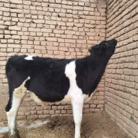 گوساله نر قطع شیر