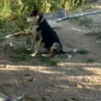 هاسکی ماده