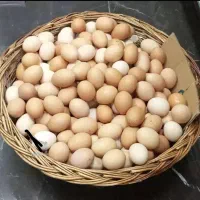 تخم مرغ محلی فروش عمده