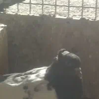 کبوتر سینه ای|پرنده|اصفهان, دانشگاه افسری امیرالمومنین|دیوار