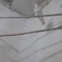 کبوتر طوقی|پرنده|سنقر, |دیوار