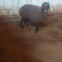 بره ماده افشاری