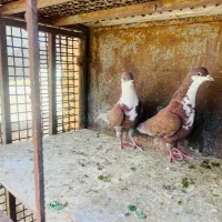 گلی ریشی. کبوتر نر کفتر