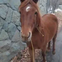 یه عدد مادیان  آرام خوش رنگ